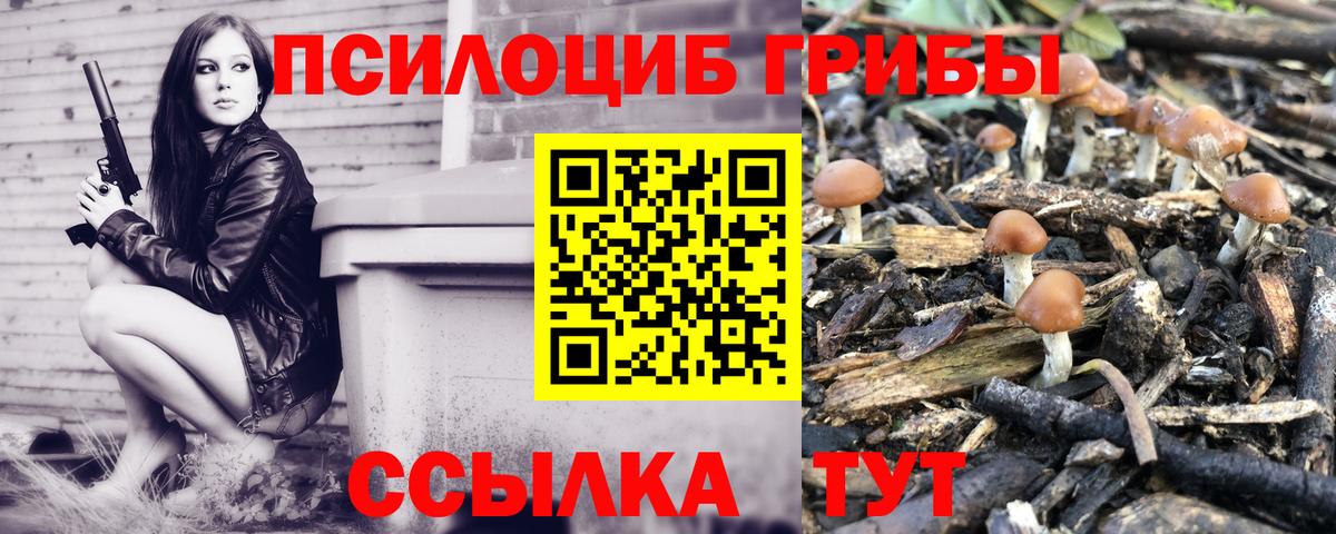 Псилоцибиновые грибы Cubensis Россия